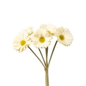 ΜΠΟΥΚΕΤΟ FOAM ΛΕΥΚΟ 30cm